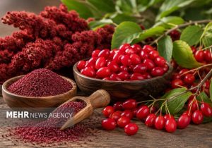 سماق و زغال‌اخته قره‌داغ در انتظار عبور از خام‌فروشی و واسطه‌گری