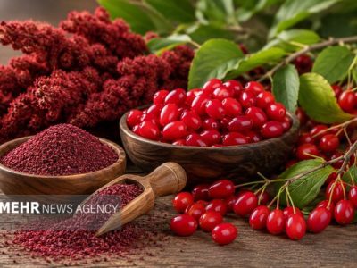 سماق و زغال‌اخته قره‌داغ در انتظار عبور از خام‌فروشی و واسطه‌گری