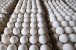 ۳ هزار کارتن تخم مرغ از طریق مرزهای آذربایجان غربی وارد کشور شد